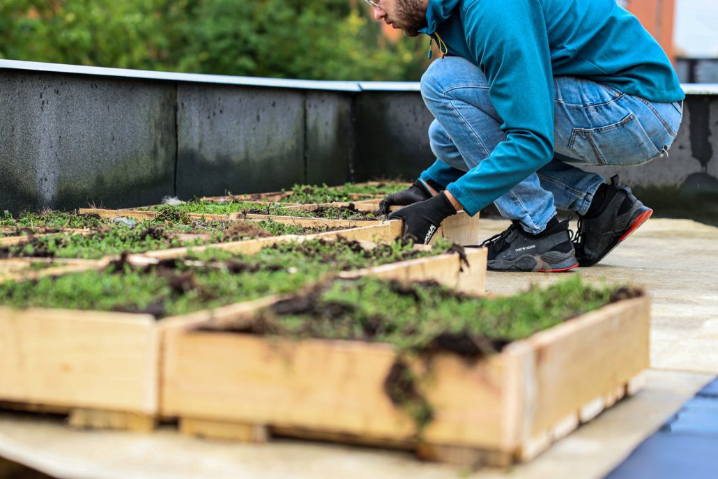 20231031 Installatie groen biobased dak - Robèrt Kroonen (14) - verkleind