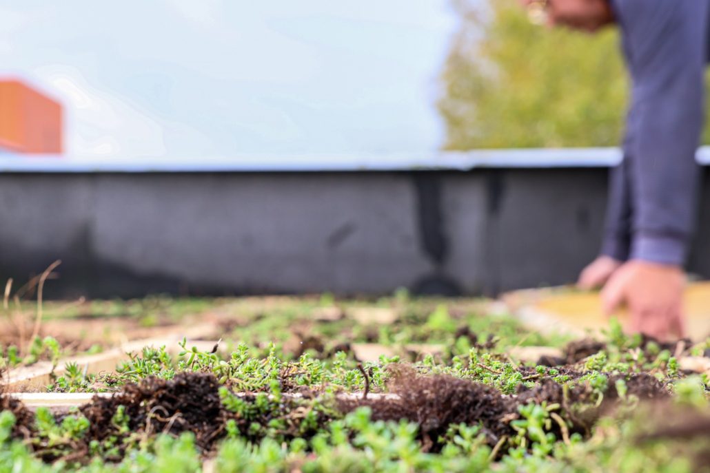20231031 Installatie groen biobased dak - Robèrt Kroonen (18) - verkleind