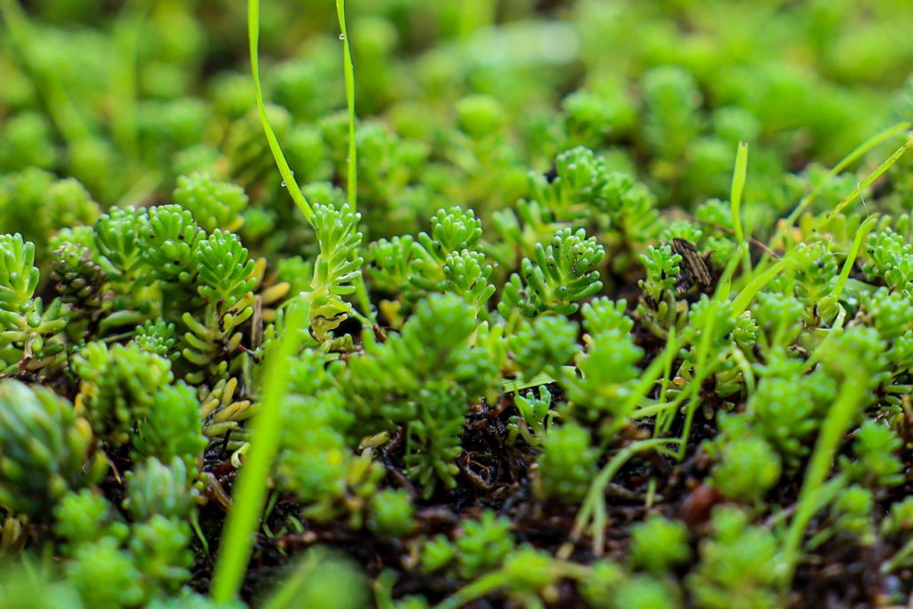 20231031 Installatie groen biobased dak - Robèrt Kroonen (2) - verkleind