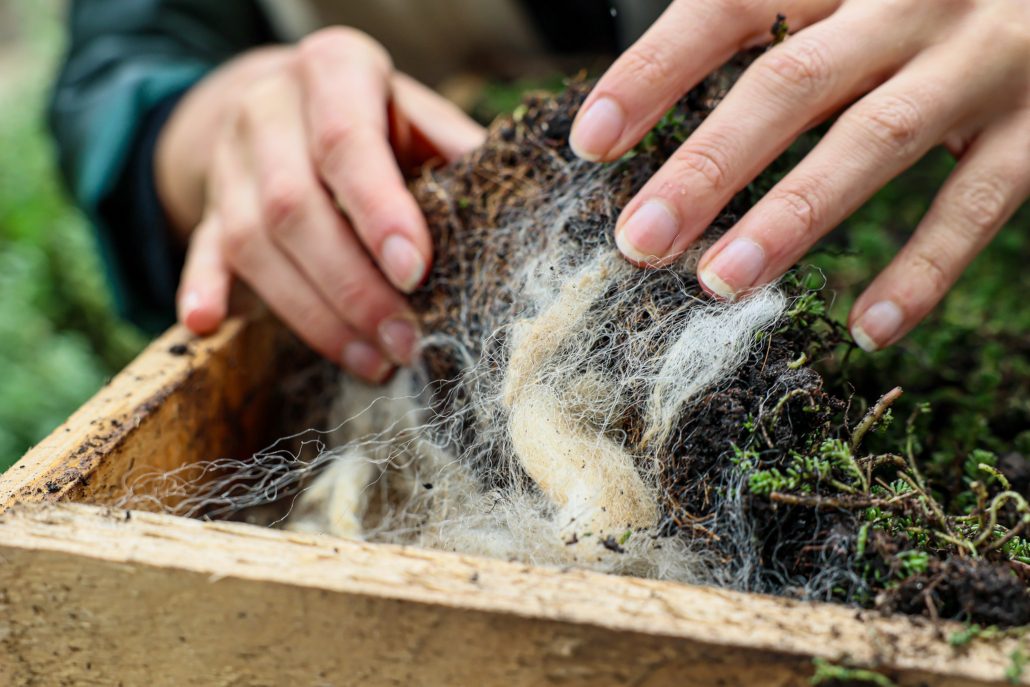 20231031 Installatie groen biobased dak - Robèrt Kroonen (5) - verkleind